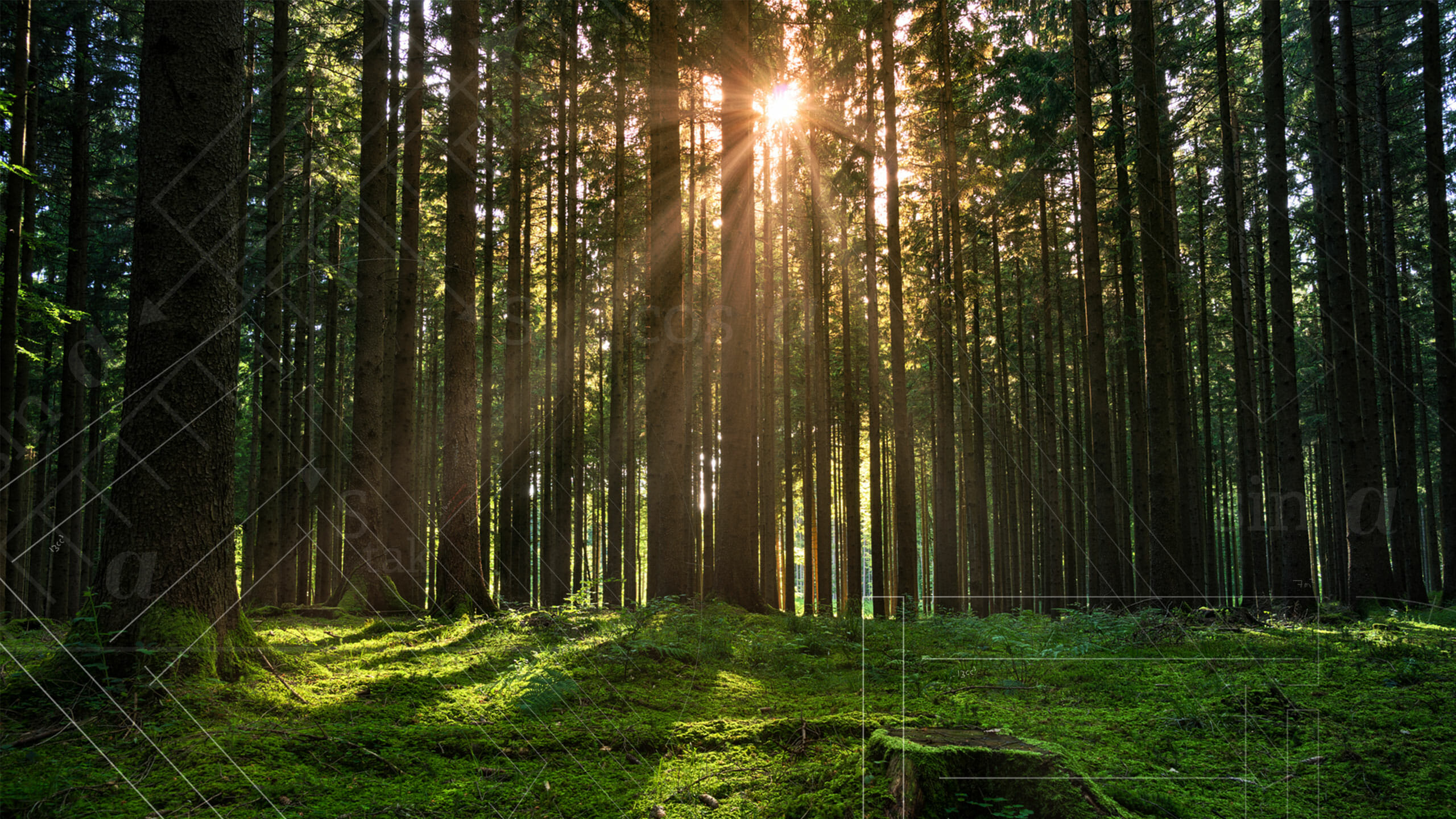 Skinnende sol mellom trærne i skogen, foto.